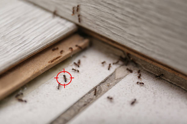 Best Affordable Pest Control Services  in Lemont, IL