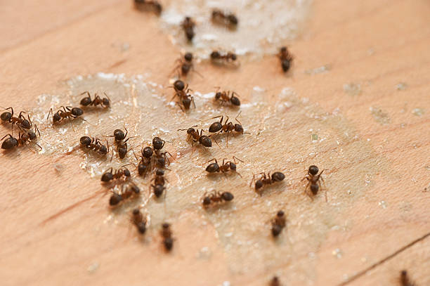 Insect Control in Lemont, IL
